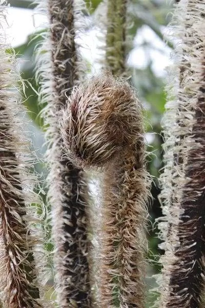 Новые листья Cyathea tomentosissima