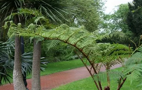 Cyathea tomentosissima, древовидный папоротник, который не оставит вас равнодушным