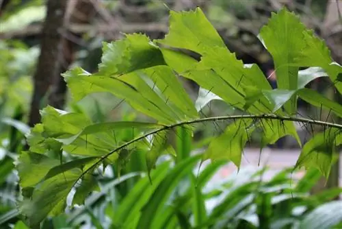 Деталь шипов Aiphanes caryotaefolia