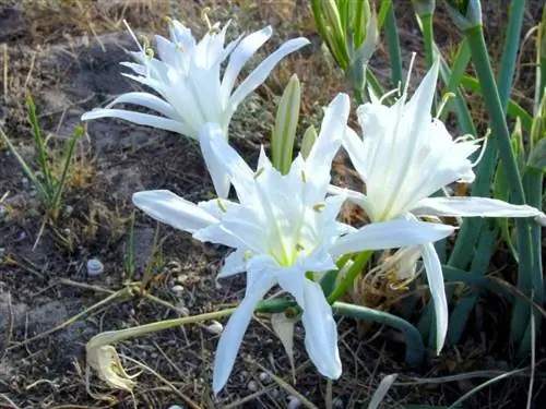 Деталь красивых цветов панкратиона