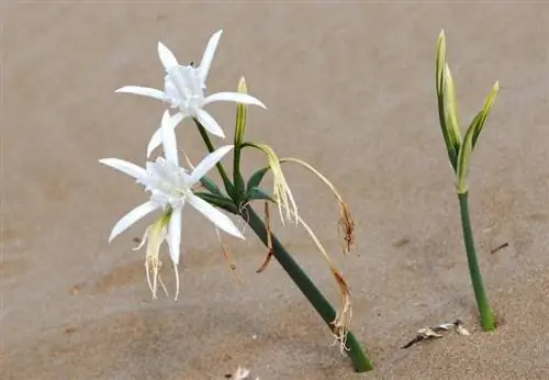 Цветение панкрацио в его среде обитания, море