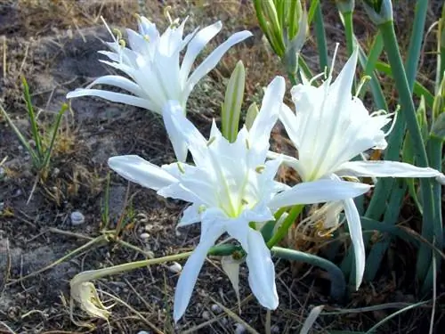 Pancracio или Azucena de mar, уникальная луковица