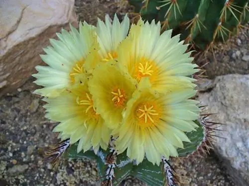 Астрофитум орнаментальный цветы