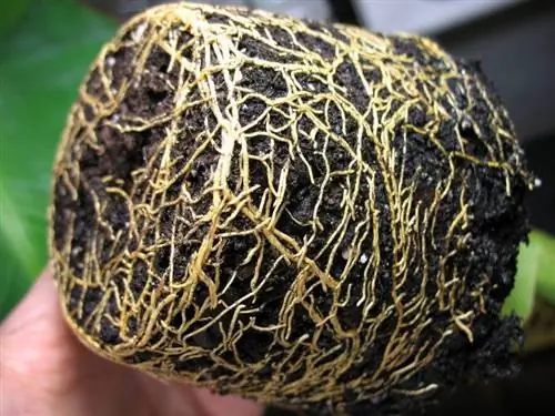 здоровый корневой ком