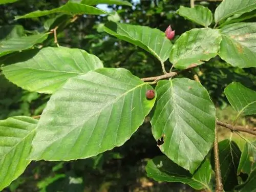 Здоровые листья Fagus sylvatica