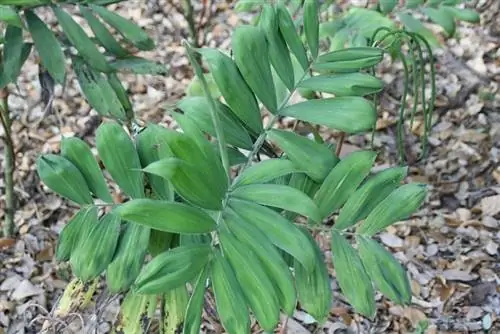 Образец Chamaedorea adscendens