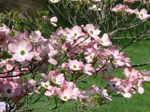 Цветы Cornus florida var. Рубра