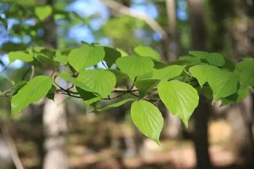 Вид на листья Cornus florida