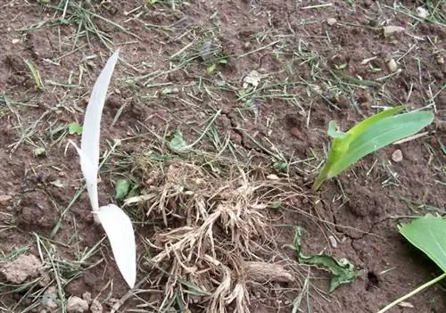 Кукуруза-альбинос