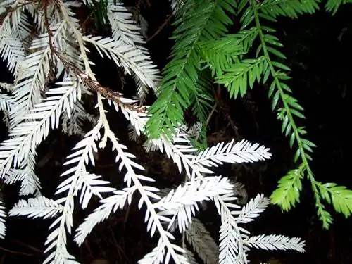 Что такое альбинизм у растений