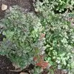 Образец Berberis thunbergii 'Atropurpurea Nana'