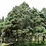 Chamaecyparis pisifera