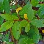 Лавр благородный