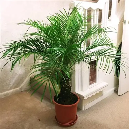 Образец Phoenix roebelenii