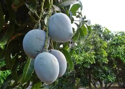 манговое дерево с плодами