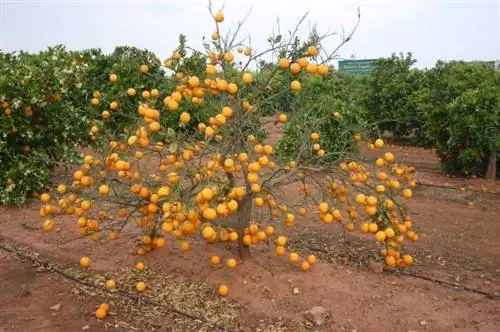 апельсиновое дерево с вирусом