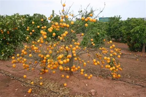 Что такое вирус и как он влияет на растения?