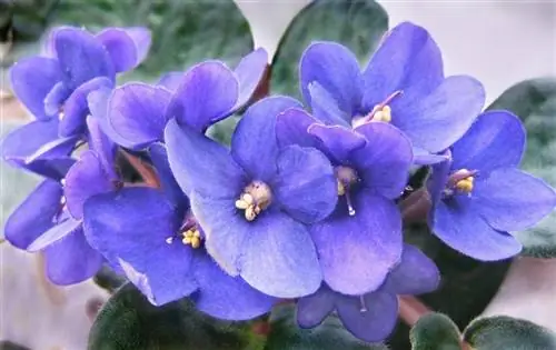 Цветы растения Saintpaulia ionantha