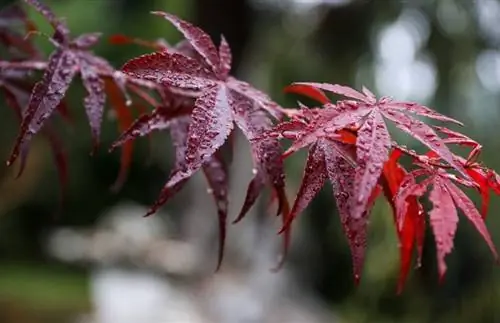 Вид листьев Acer palmatum