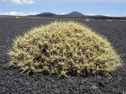 Майуэния в среде обитания