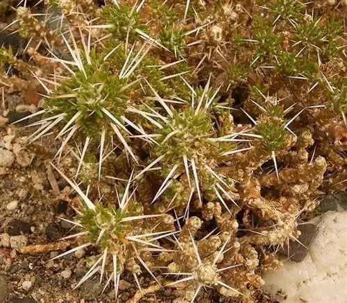 Образец Maihuenia patagonica