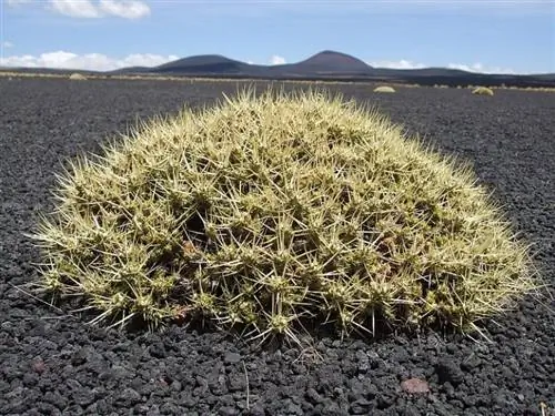 Maihuenia patagonica, очень красивый кактус