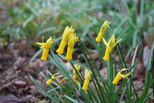 Цветки этого вида висячие с длинными трубками.