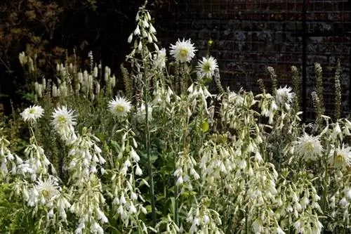 Сочетание гальтонии и георгина