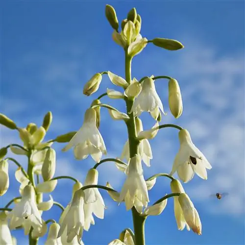 Галтония, луковичный горшок или сад