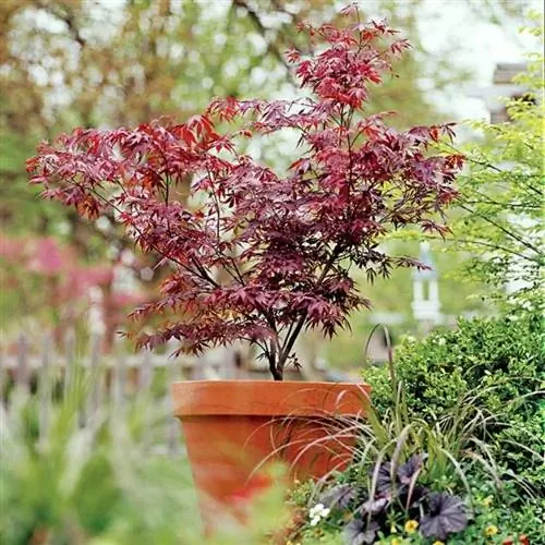 Acer palmatum в горшке