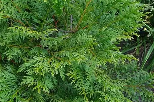 Образец Calocedrus macrolepis