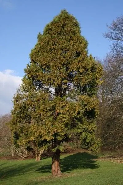 Образец Calocedrus decurrens