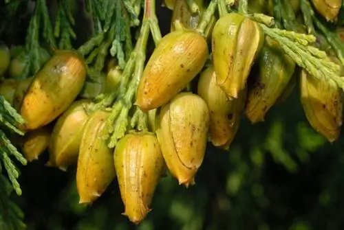 Шишки Calocedrus decurrens