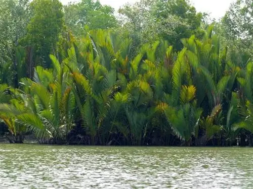 Nypa fruticans в среде обитания