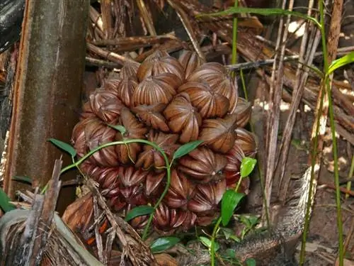 Плоды Nypa fruticans