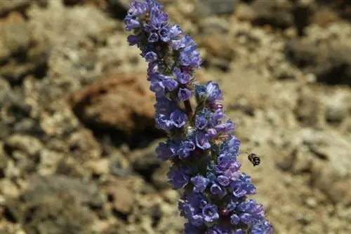 тахинасте синий цвет цветок