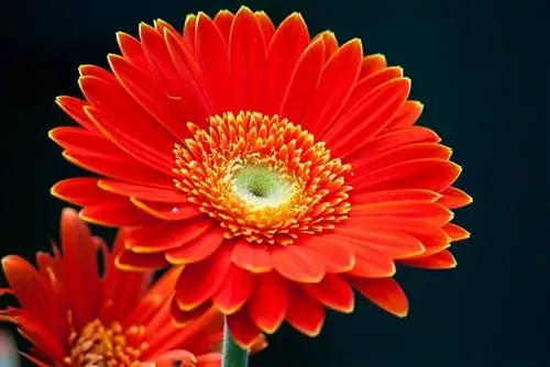 Цветок герберы красного цвета