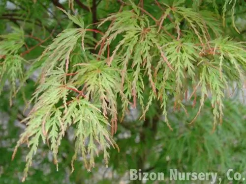 Acer palmatum 'Сейрю'