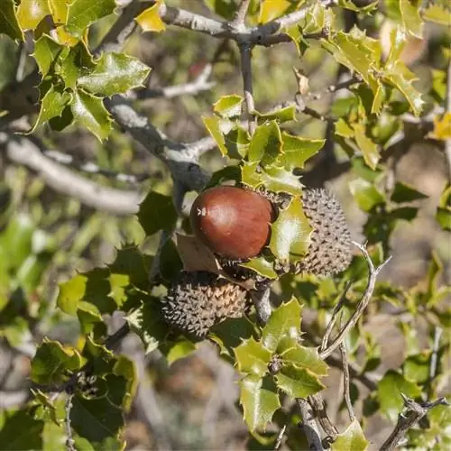 плоды Quercus coccifera