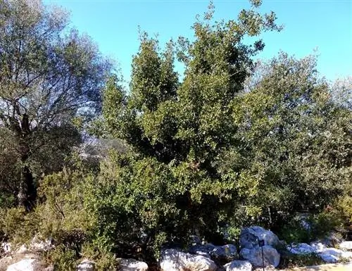 Дуб кермес (Quercus coccifera)