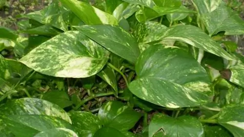 Образец Philodendron scandens subsp. оксикардий