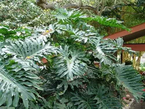 Образец Philodendron bipinnatifidum