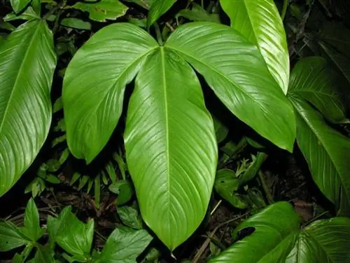 Образец Philodendron tripartitum