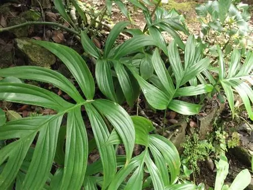 Образец Philodendron elegans