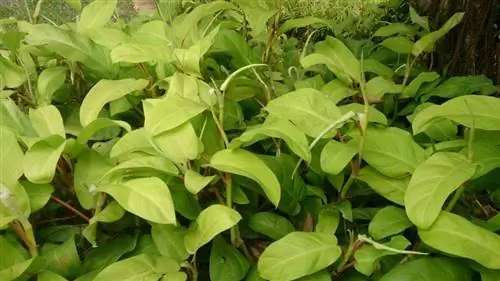 Образец Philodendron erubescens