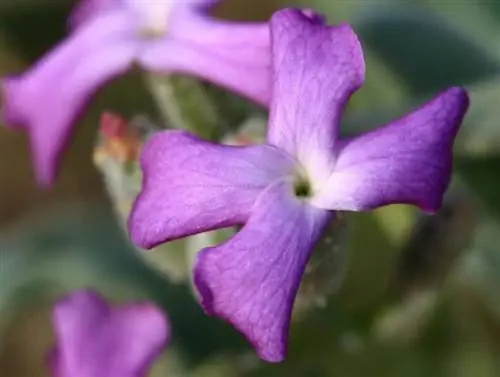 Wallflower, зимний цветок