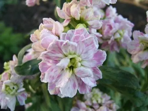 Wallflower, один из самых популярных зимних цветов
