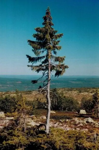 Старый Тикко