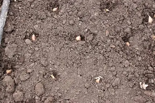 посадка чеснока