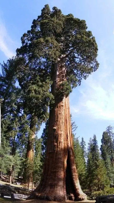 Вид на экземпляр Sequoiadendron giganteum